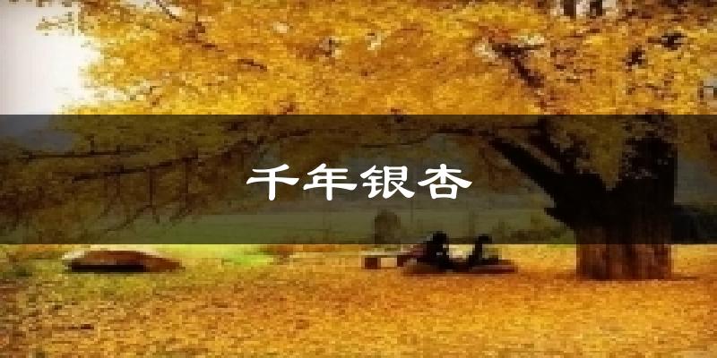 千年银杏今日天气
