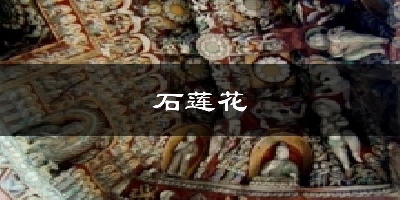 石莲花气温