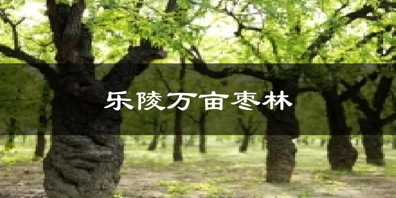 乐陵万亩枣林天气未来15天