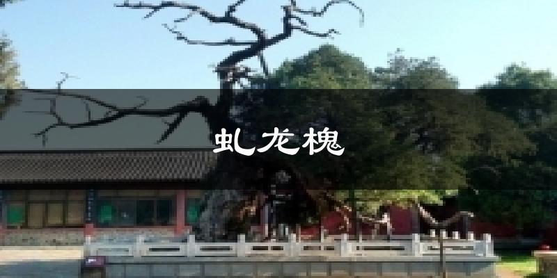 虬龙槐今日天气