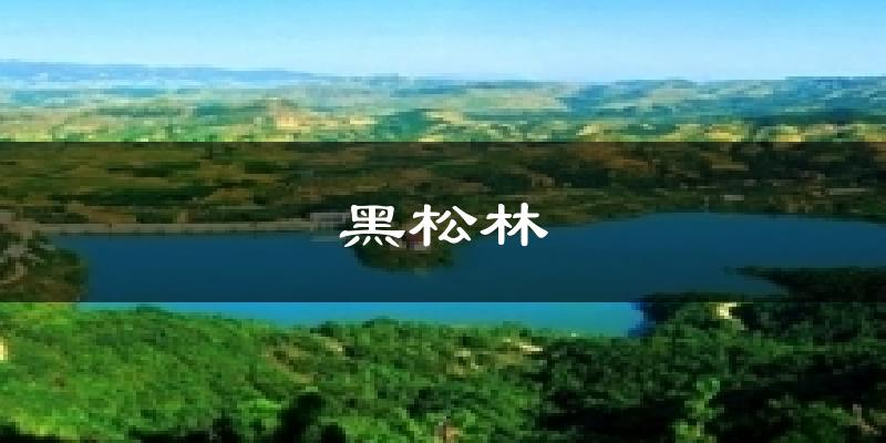 黑松林今日天气