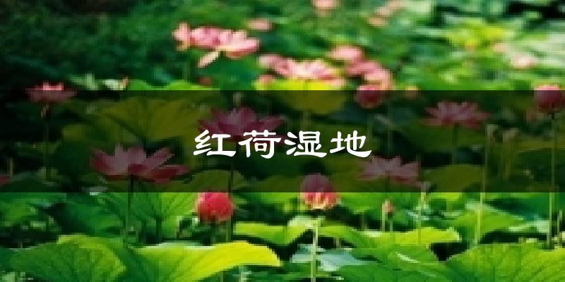 红荷湿地今日天气