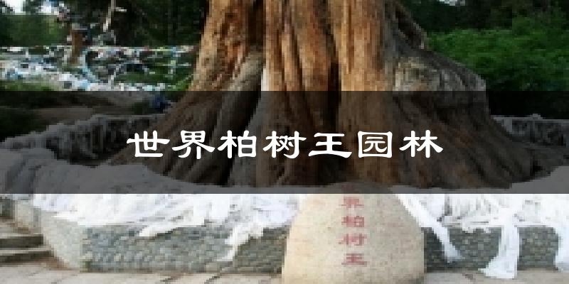 世界柏树王园林气温