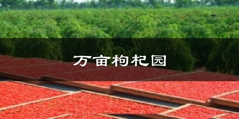 万亩枸杞园气温