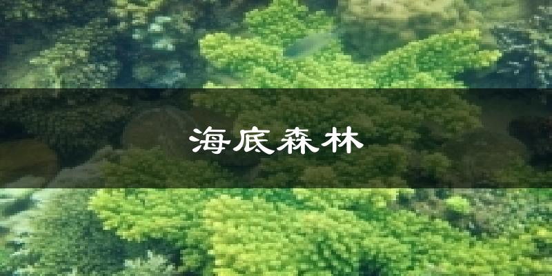 海底森林气温