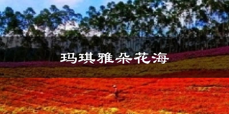 玛琪雅朵花海今日天气