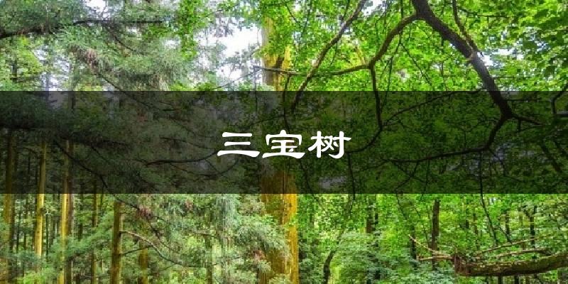 三宝树气温