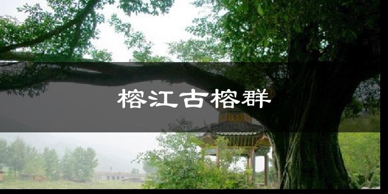 榕江古榕群今日天气