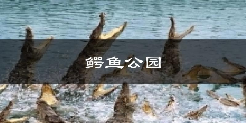 鳄鱼公园今日天气