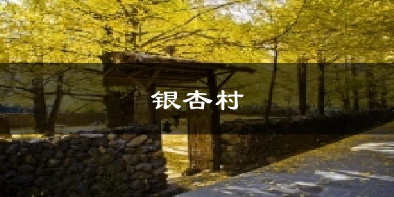 银杏村今日天气