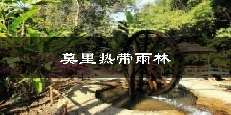 莫里热带雨林今日天气