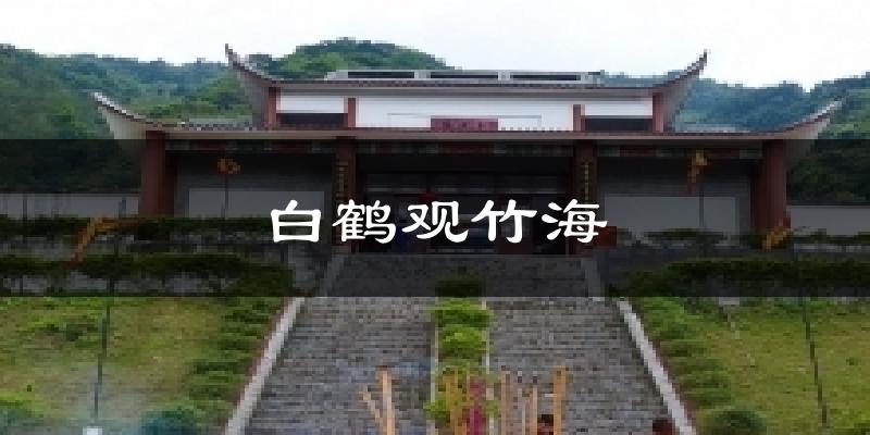 白鹤观竹海今日天气