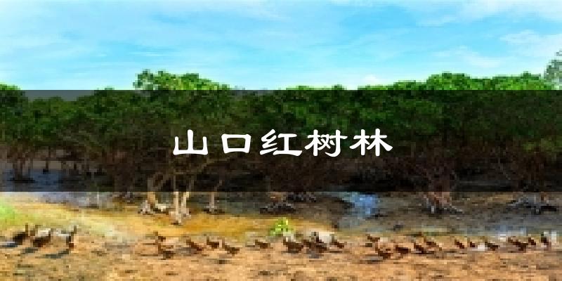 山口红树林今日天气